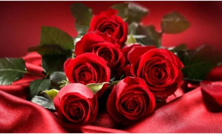 Rose Day: गुलाब को प्रेम का प्रतीक क्यों माना जाता है? वैलेंटाइन वीक दूसरे फूलों से नहीं शुरू होता