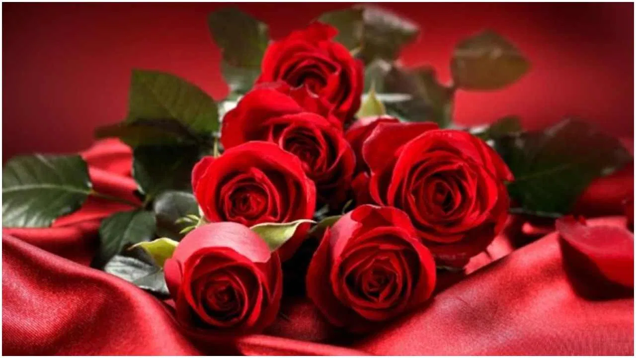 Rose Day: गुलाब को प्रेम का प्रतीक क्यों माना जाता है? वैलेंटाइन वीक दूसरे फूलों से नहीं शुरू होता