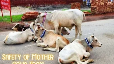 गायों को रिफ्लेक्टर बेल्ट लगाया अग्रवाल समाज ने 