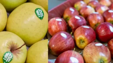 Fruit Sticker Code: फलों पर स्टीकर क्यों लगाया जाता है? उस पर लिखे संख्या का क्या अर्थ है?