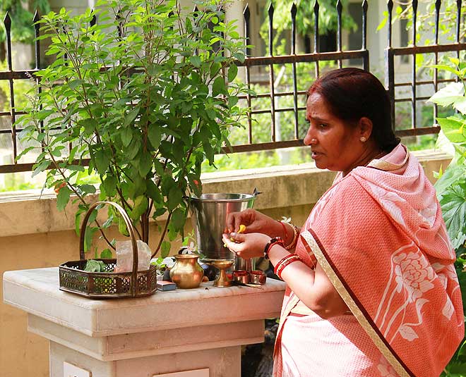 Tulsi Puja Rules: किन लोगों को तुलसी की पूजा नहीं करनी चाहिए? महिलाओं को इस बात का ध्यान रखना चाहिए..।