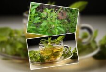 Tulsi Water Benefits: सुबह-सुबह पिएं तुलसी के पत्तों का पानी, आपकी सेहत को बेहतर बना देगा ये नेचुरल ड्रिंक