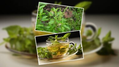 Tulsi Water Benefits: सुबह-सुबह पिएं तुलसी के पत्तों का पानी, आपकी सेहत को बेहतर बना देगा ये नेचुरल ड्रिंक