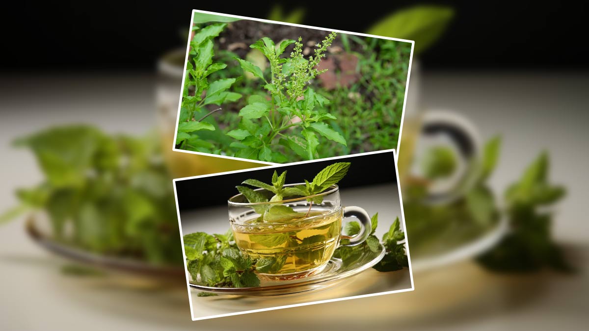 Tulsi Water Benefits: सुबह-सुबह पिएं तुलसी के पत्तों का पानी, आपकी सेहत को बेहतर बना देगा ये नेचुरल ड्रिंक