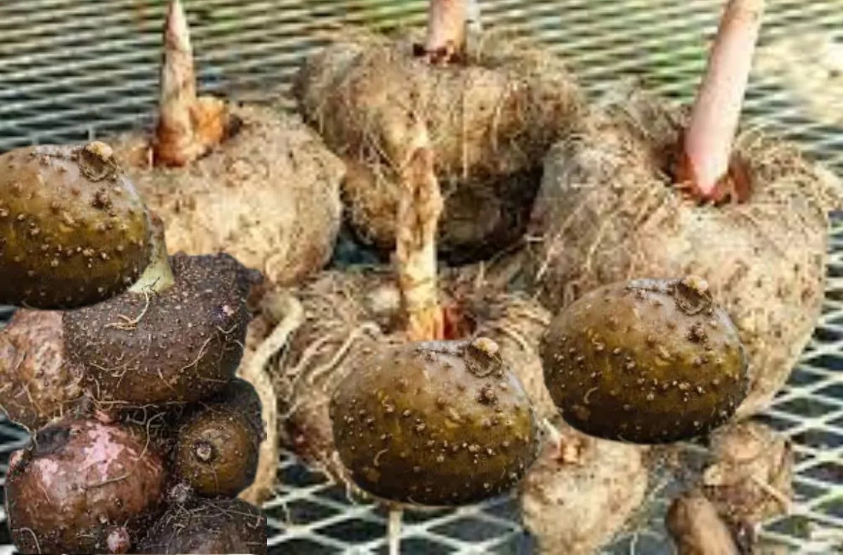 Health Benefits of Konjac: यह भद्दी सब्जी शुगर और कोलेस्ट्रॉल को कम करेगी और वजन भी करेगी कम ।
