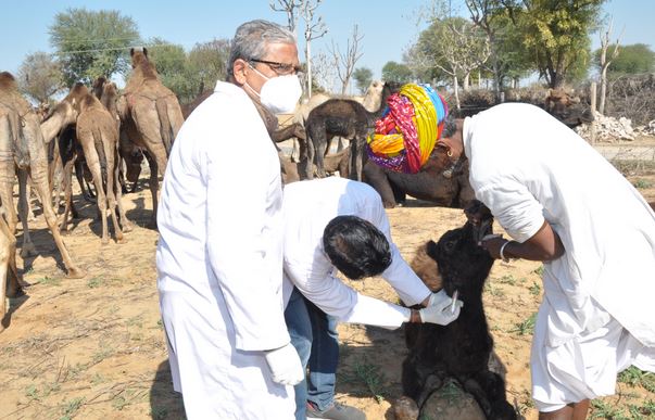 Rajasthan News: राज्य सरकार के एक वर्ष पूरा होने पर राज्य में उष्ट्र रोग निदान एवं उपचार शिविर लगाए गए, 34 जिलों में 129 शिविर