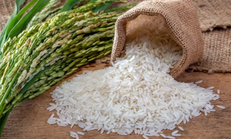 Rice Side Effect: चावल हर रोज खाते हैं? राइस खाने से आपके शरीर पर क्या प्रभाव पड़ता है? जान लीजिए