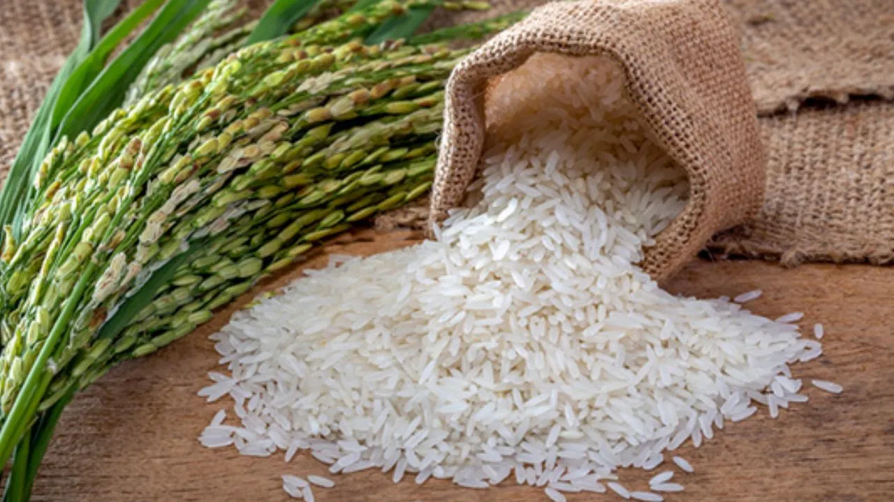 Rice Side Effect: चावल हर रोज खाते हैं? राइस खाने से आपके शरीर पर क्या प्रभाव पड़ता है? जान लीजिए