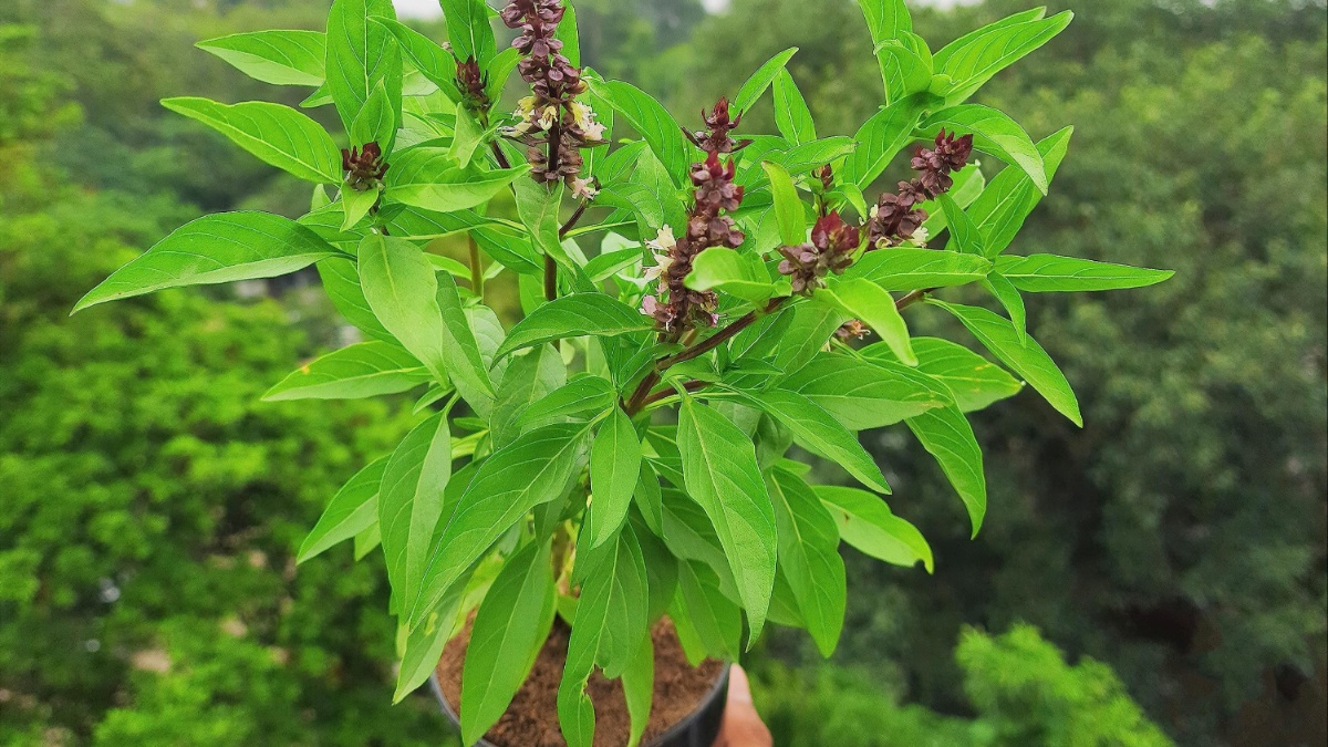 Basil Leaves Benefits: ब्लड शुगर सहित कई समस्याओं का इलाज करने के लिए हर सुबह चार औषधीय तुलसी के पत्ते चबाएं