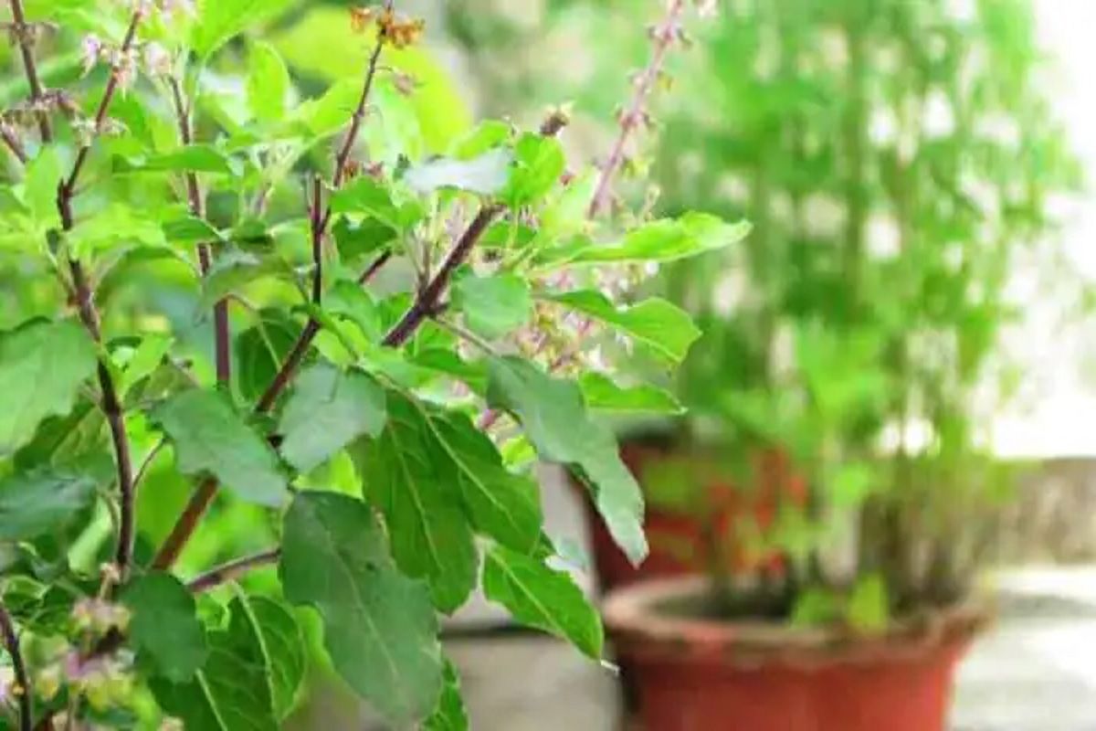 Vastu Tips: तुलसी के पास इन पांच चीजों को भूलकर भी न रखें; धन और सेहत को बर्बाद कर देंगे