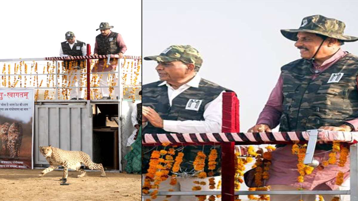 CM Mohan Yadav ने चीतों को खुले बाड़े में छोड़ा, कूनो के बाद मालवा के गाँधी सागर अभयारण्य में चीते भरने लगे फर्राटे