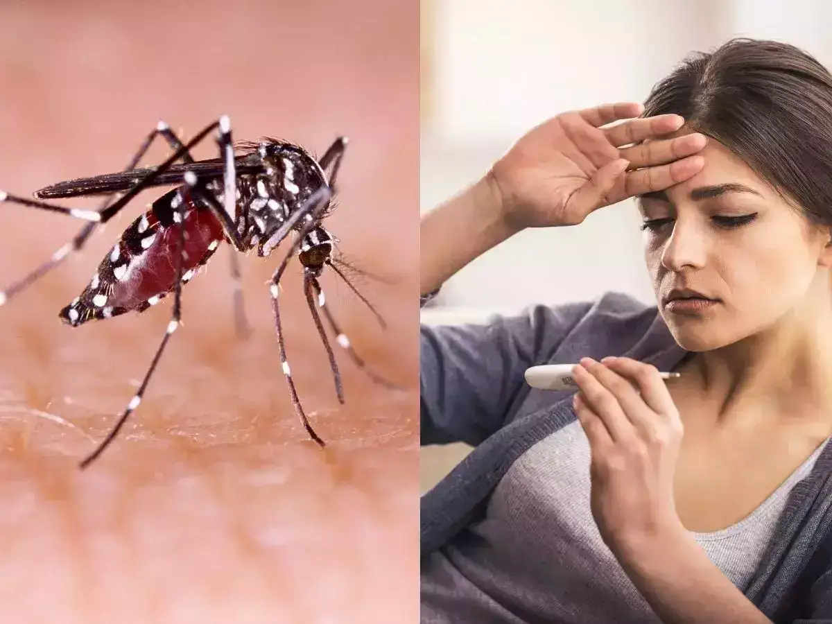 Malaria Symptoms: मलेरिया बारिश में ही नहीं गर्मियों में भी बढ़ता है; जानें इस घातक बीमारी से कैसे बचें?