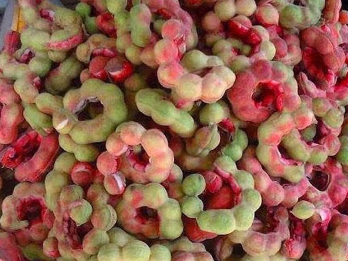 Jungle Jalebi Benefits: जंगल जलेबी डायबिटीज और वजन घटाने में फायदा देती है, ये हैं 7 बेनिफिट्स