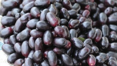 Jamun Fruit Benefits: ये काले फल, गुठली से लेकर पत्ते तक, मधुमेह के मरीजों पर दवा की तरह काम करते हैं