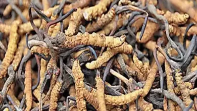 Keeda Jadi Benefits: ये जादुई जड़ी बूटी हिमालय के जंगलों में पाई जाती है और सुंदरता और उम्र को कम करने में प्रभावी हैं।