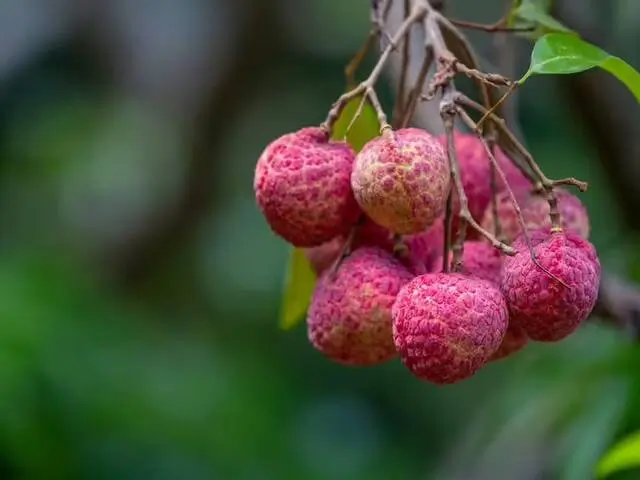 Lychee Benefits: कैसी होती है लीची की तासीर? इसे खाने से शरीर पर क्या होता है जान लीजिए?