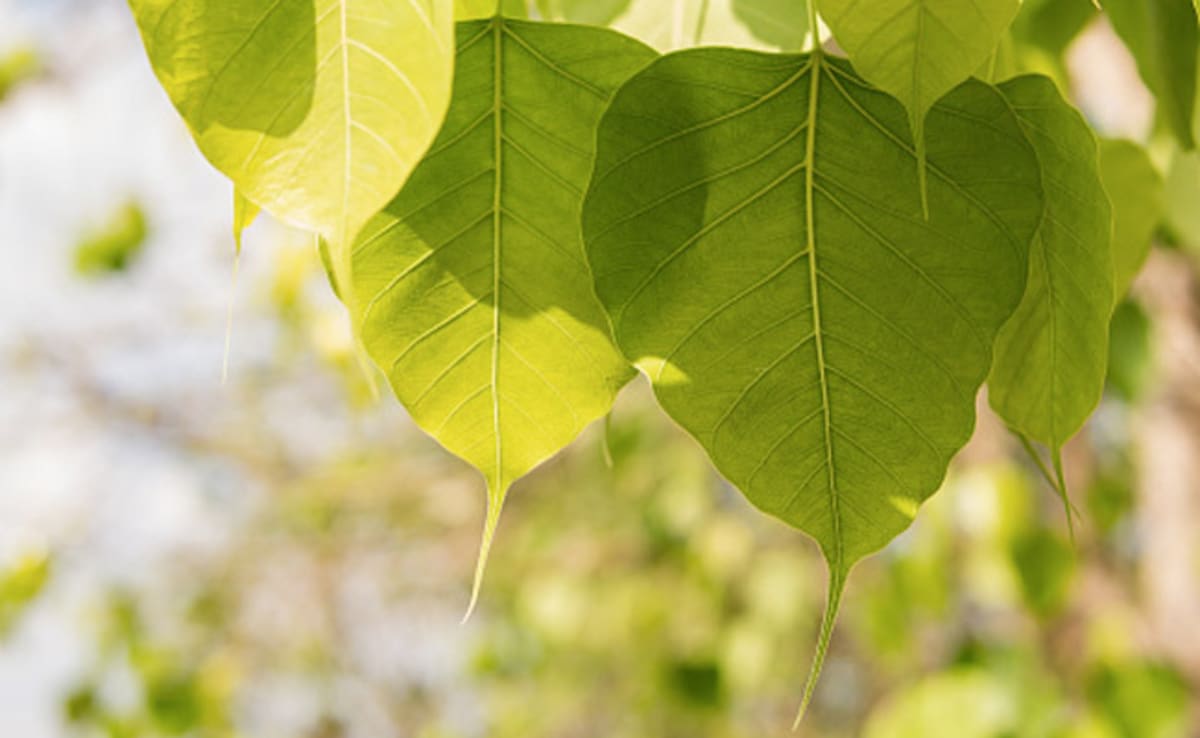 Benefits Of Peepal Leaves Water: पीपल के पत्तों का पानी खाली पेट पीने से सेहत को मिलते हैं 7 फायदे, जानें बनाने का सही तरीका