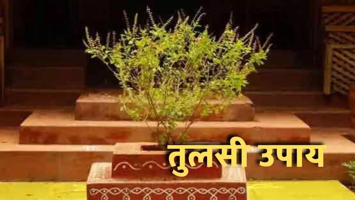 Tulsi Ke Upay: व्यापार में सफलता के लिए ज्येष्ठ माह में तुलसी के उपाय करें, धन की कमी दूर होगी