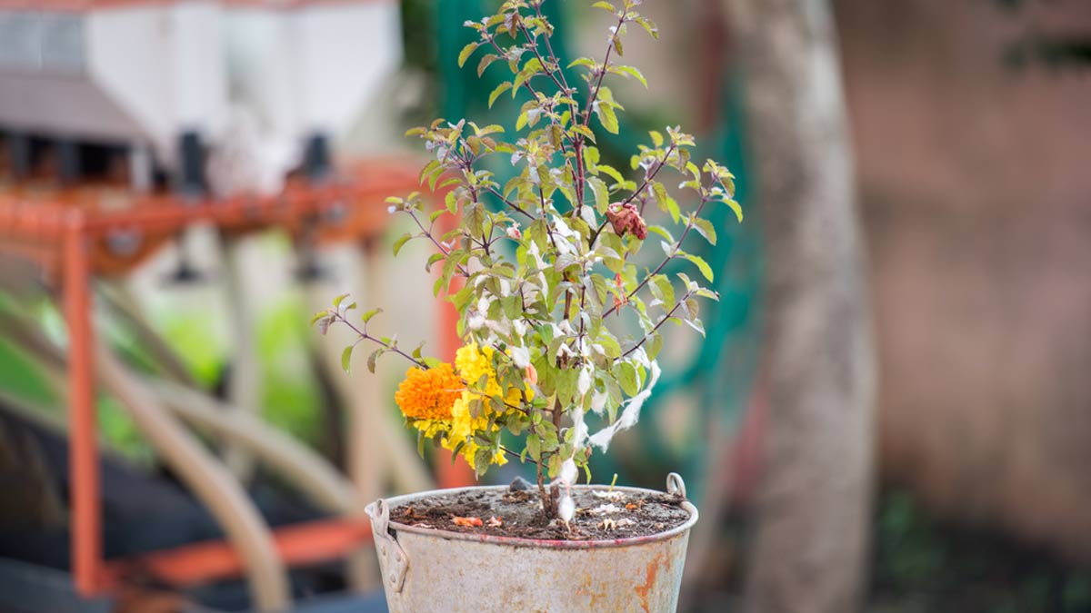 Tulsi Ke Niyam: सूखी तुलसी से ये काम जरूर करें, आपको दोष नहीं लगेगा और खुशहाली मिलेगी।