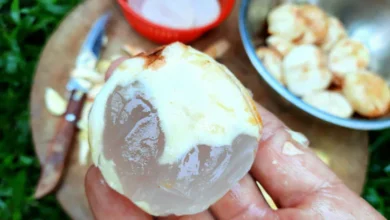 Ice Apple Benefits: ताड़गोला खाने से स्वास्थ्य को कई लाभ मिलते हैं, जानें गर्मियों में इसका सेवन क्यों करना चाहिए?
