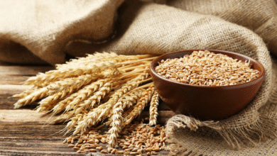 Gehun In Diabetes: डायबिटीज और बीपी को नियंत्रित करने के लिए गेहूं का इस्तेमाल करें, इन बीमारियों में भी मिलेगा लाभ