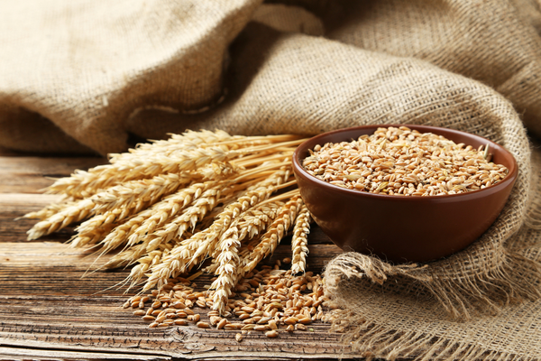 Gehun In Diabetes: डायबिटीज और बीपी को नियंत्रित करने के लिए गेहूं का इस्तेमाल करें, इन बीमारियों में भी मिलेगा लाभ